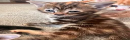 Mixed Breed cats for sale: Bengal cross kittens - Advert 13