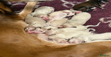 Saluki dogs - Advert 1