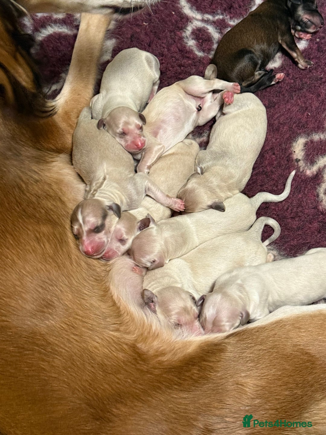 Saluki dogs for sale: Beautiful Saluki  - Image 3