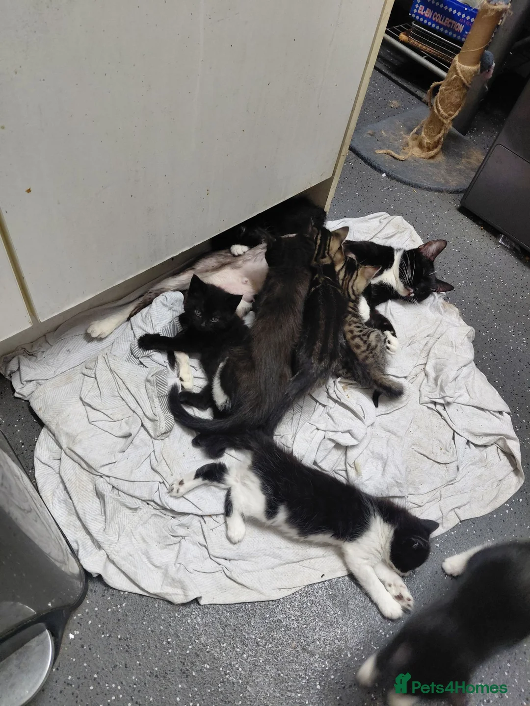 Mixed Breed cats for sale: Kittens for sale - Advert 6