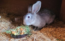 Belgian Hares rabbits for sale: 'Pedro' Chinchilla Belgian Hare buck - Image 4