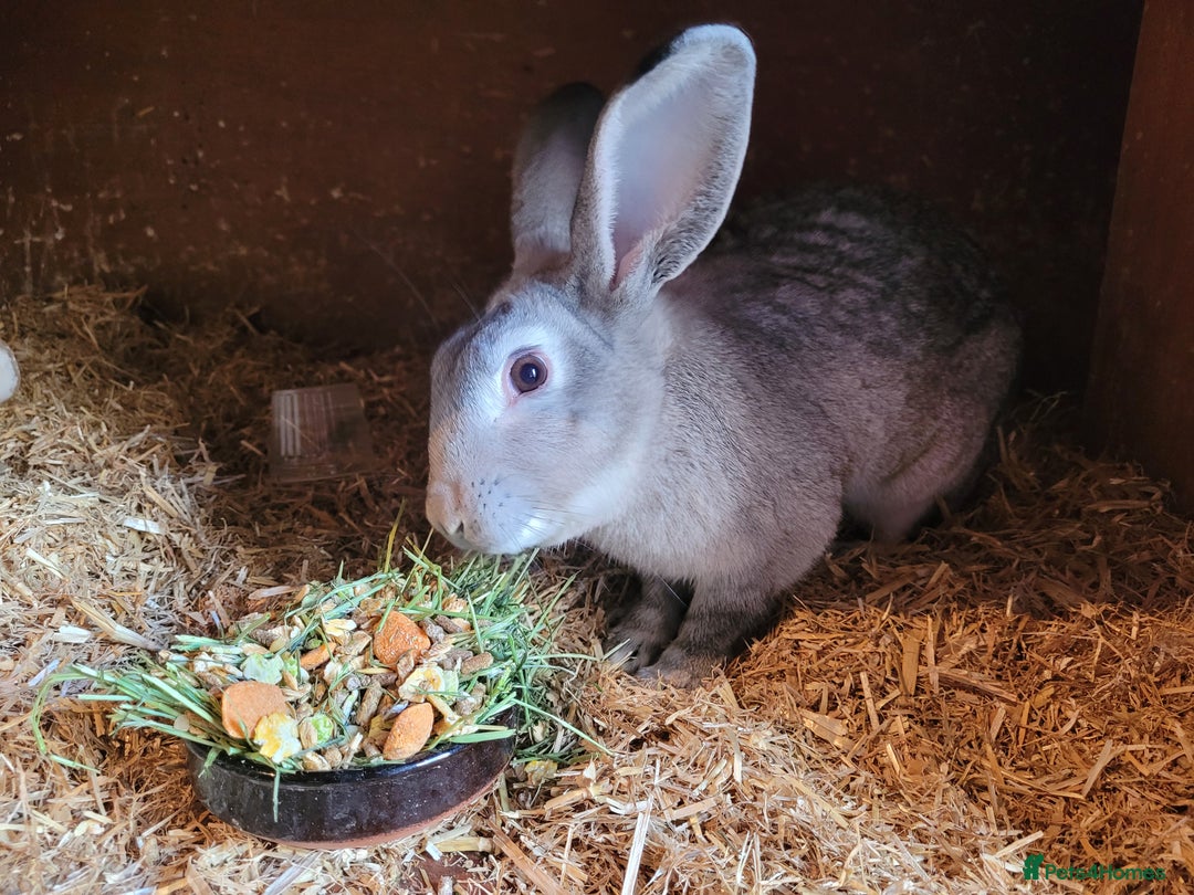 Belgian Hares rabbits for sale: 'Pedro' Chinchilla Belgian Hare buck - Image 4