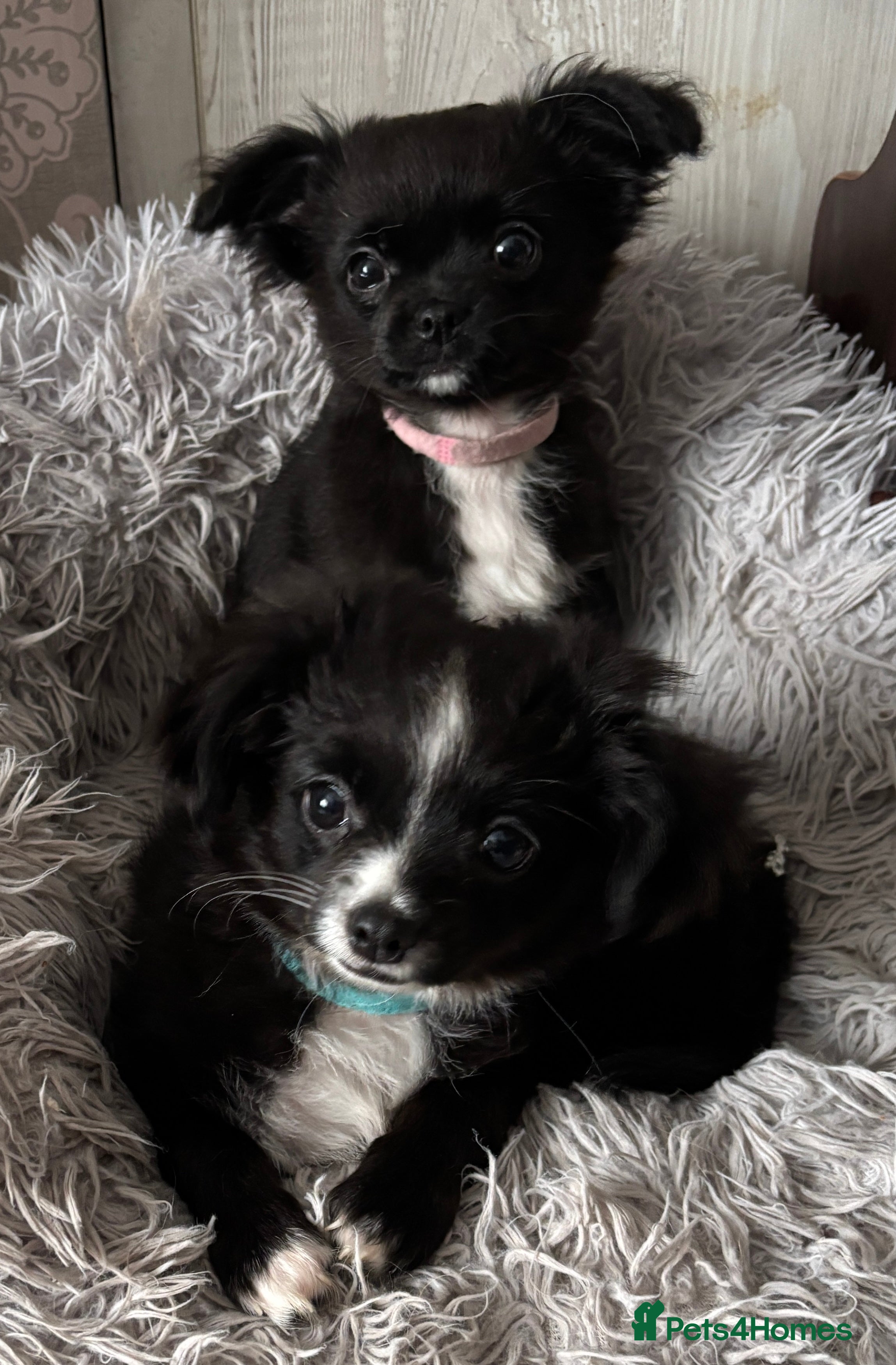 Chihuahua dogs Long Haired Chihuahua  - Advert 3