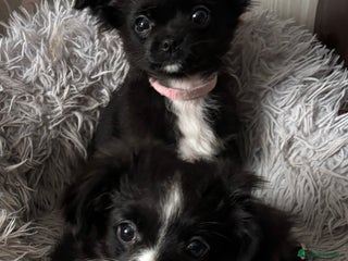 Chihuahua dogs Long Haired Chihuahua - Advert 1