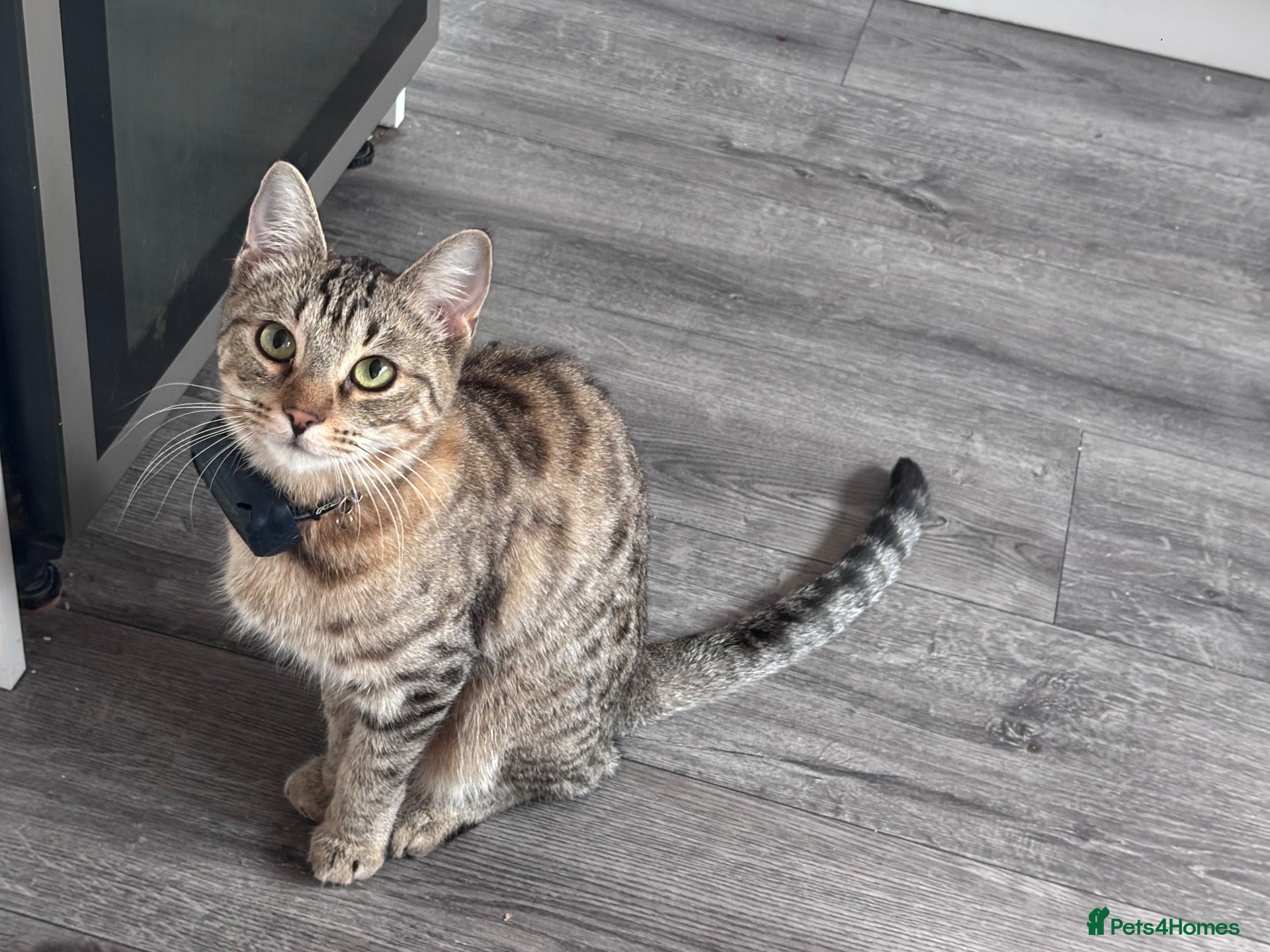 Bengal cats 1 year old bengal - Advert 6