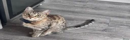 Bengal cats for sale: 1 year old bengal in Birmingham - Advert 1