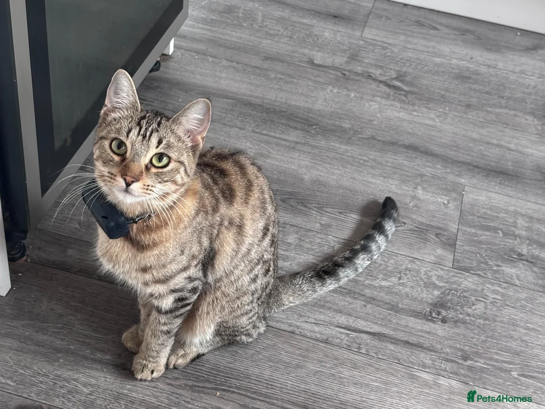 Bengal cats for sale: 1 year old bengal in Birmingham - Advert 1