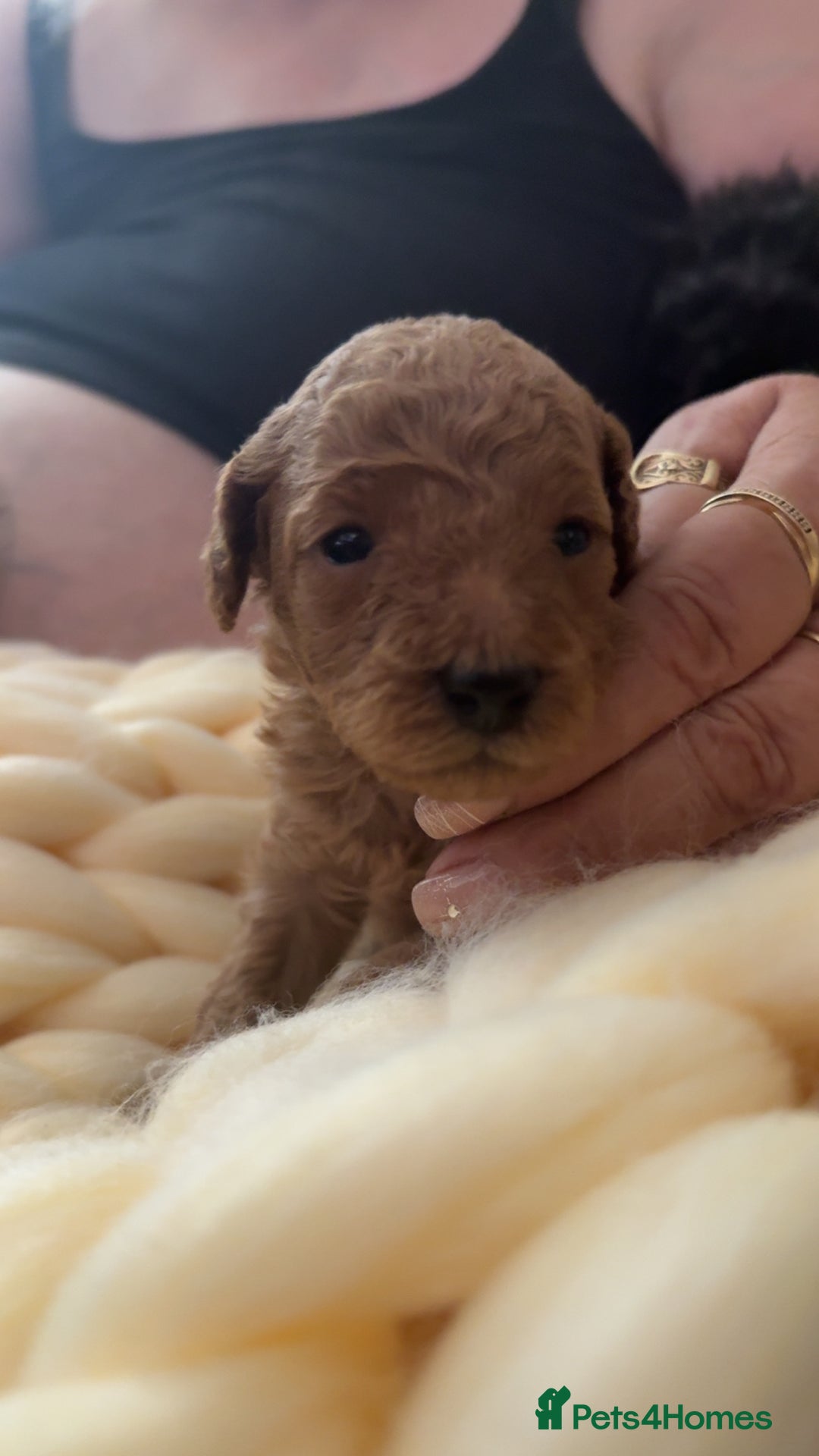 Toy Poodle dogs for sale: Toy poodles for sale  - Image 4