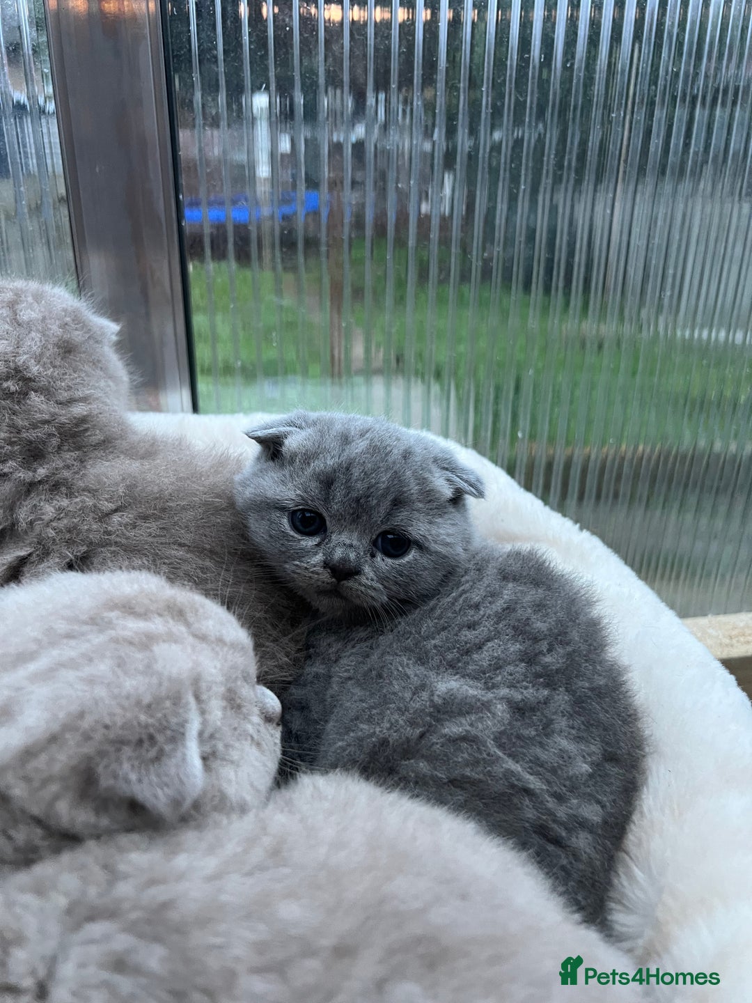 Mixed Breed cats for sale: Beautiful kittens available for loving homes. - Advert 24