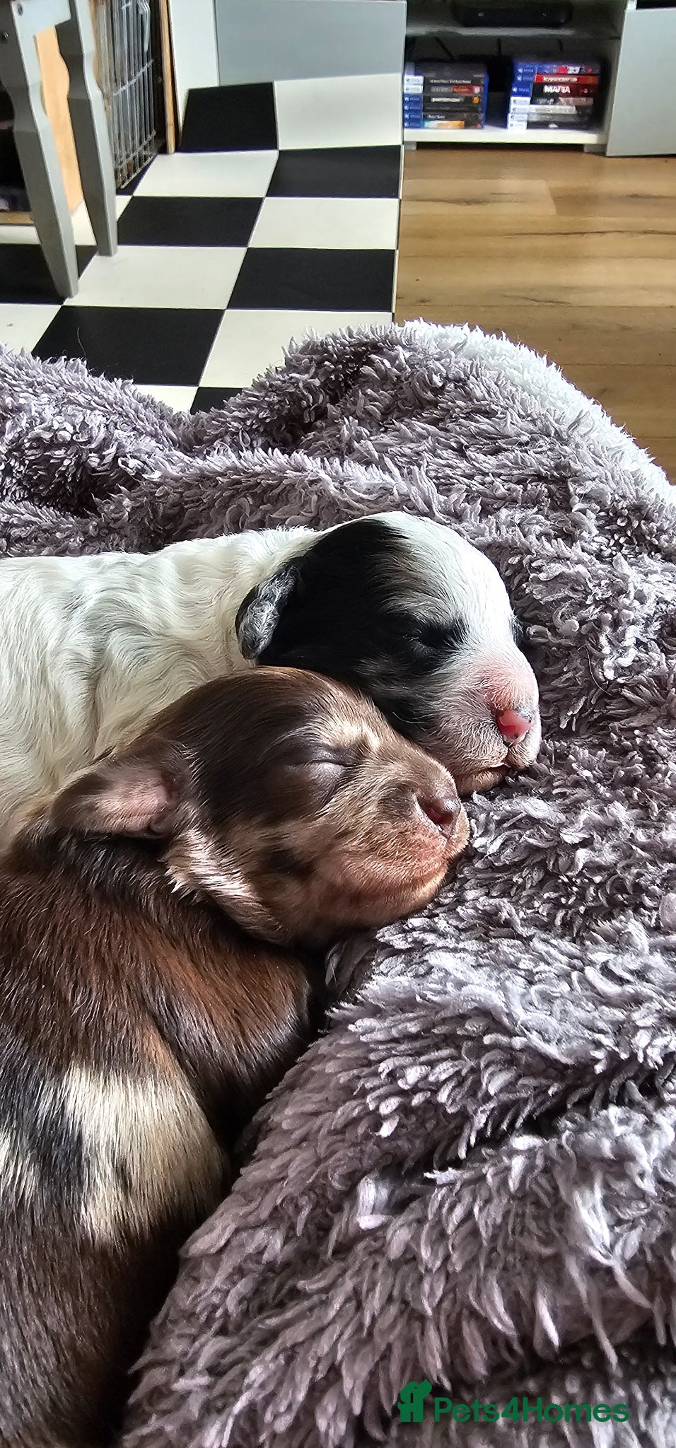 Cockapoo dogs Beautiful Miniature merle cockapoos - Advert 2