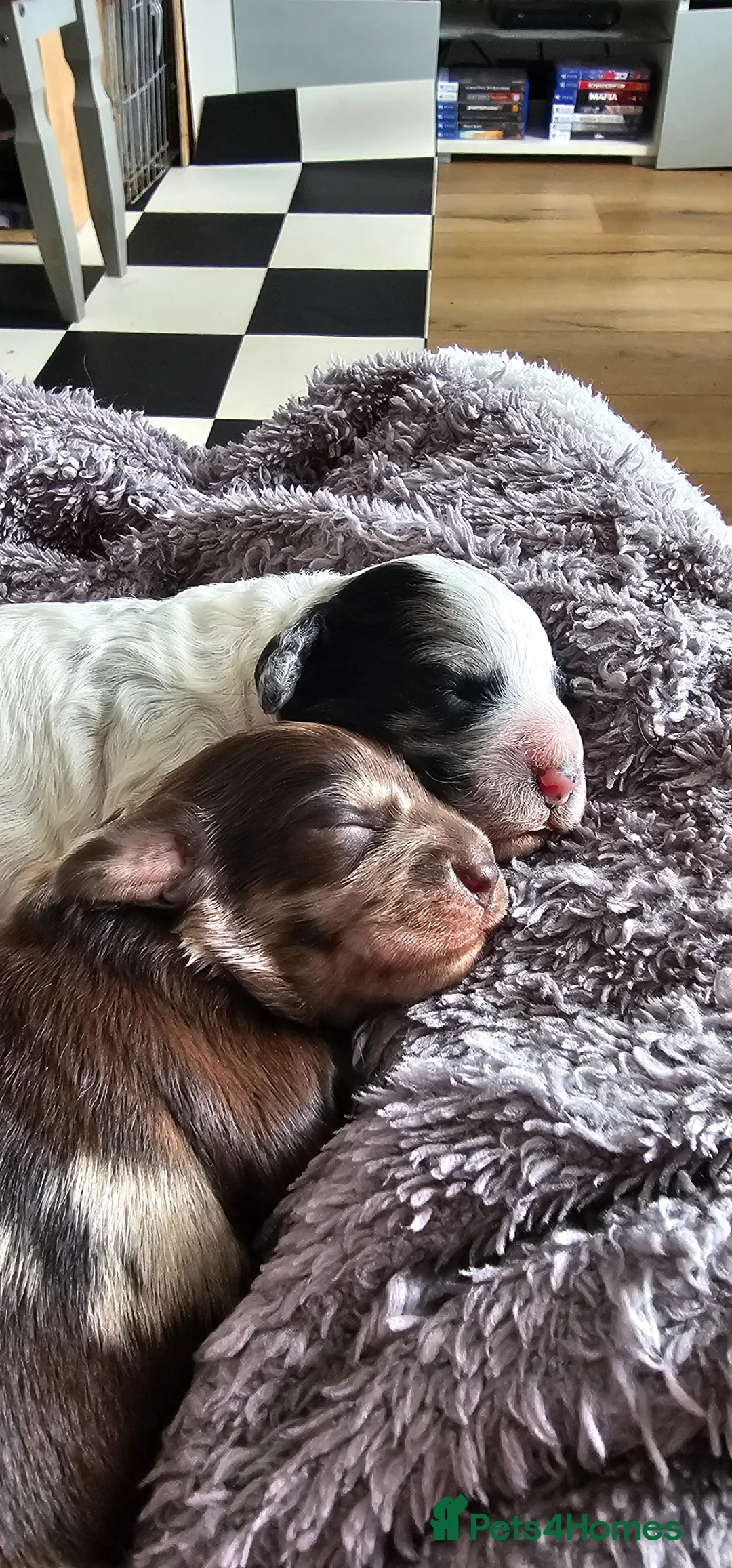 Cockapoo dogs for sale: Beautiful Miniature merle cockapoos - Advert 2