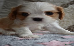 Cavalier King Charles Spaniel dogs for sale: READY NOW Fully tested, including MRI Scan - Image 10