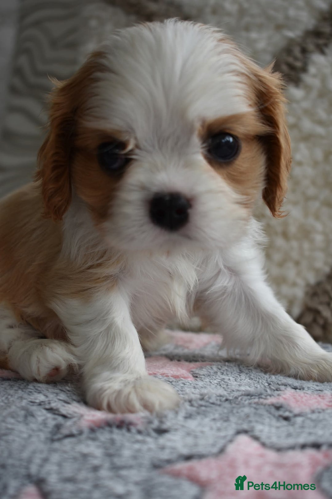 Cavalier King Charles Spaniel dogs for sale: READY NOW Fully tested, including MRI Scan - Image 10