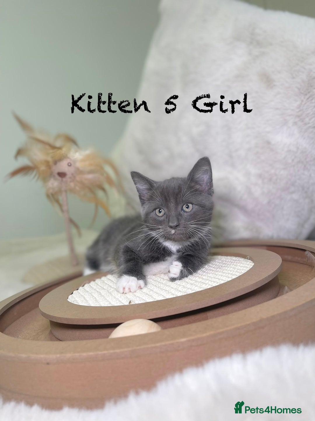 Mixed Breed cats for sale: Stunning kittens ready now  - Advert 15