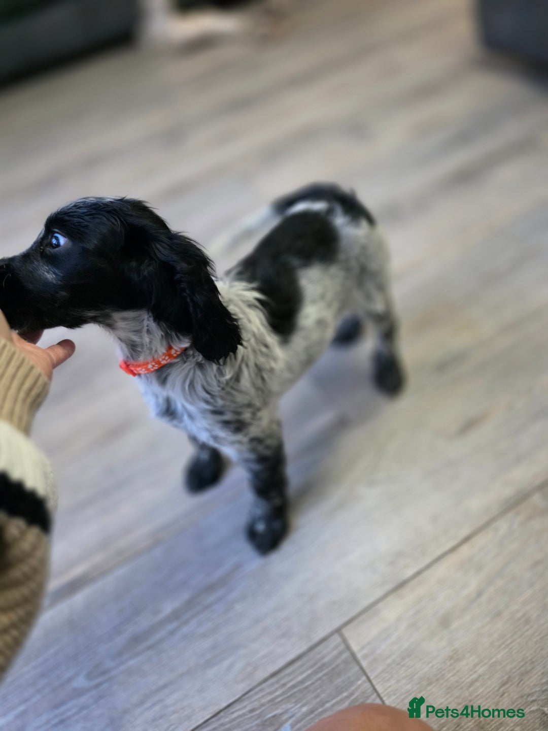 Cocker Spaniel dogs for sale: 1 left Working coker spaniel  - Advert 2