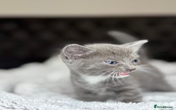 British Shorthair cats for sale: Our beautiful cute shorthair blue kittens - Image 16