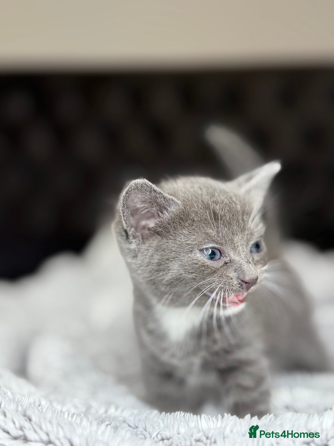 British Shorthair cats for sale: Our beautiful cute shorthair blue kittens - Image 16