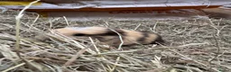 Guinea Pig rodents for sale: 6 beautiful guinea pigs very friendly - Advert 6