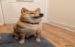 Japanese Shiba Inu dogs for sale: For sale - Image 1