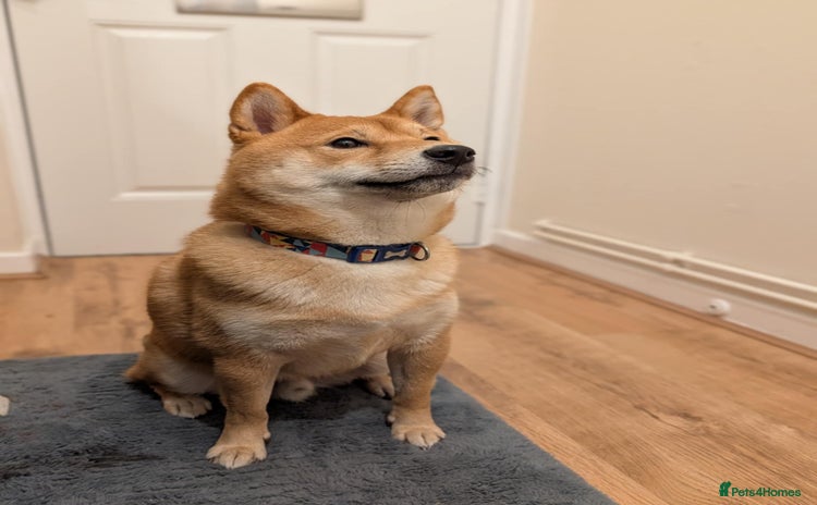 Japanese Shiba Inu dogs - Advert 1