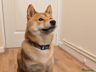 Japanese Shiba Inu dogs - Advert 1