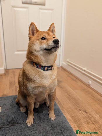 Japanese Shiba Inu dogs - Advert 1