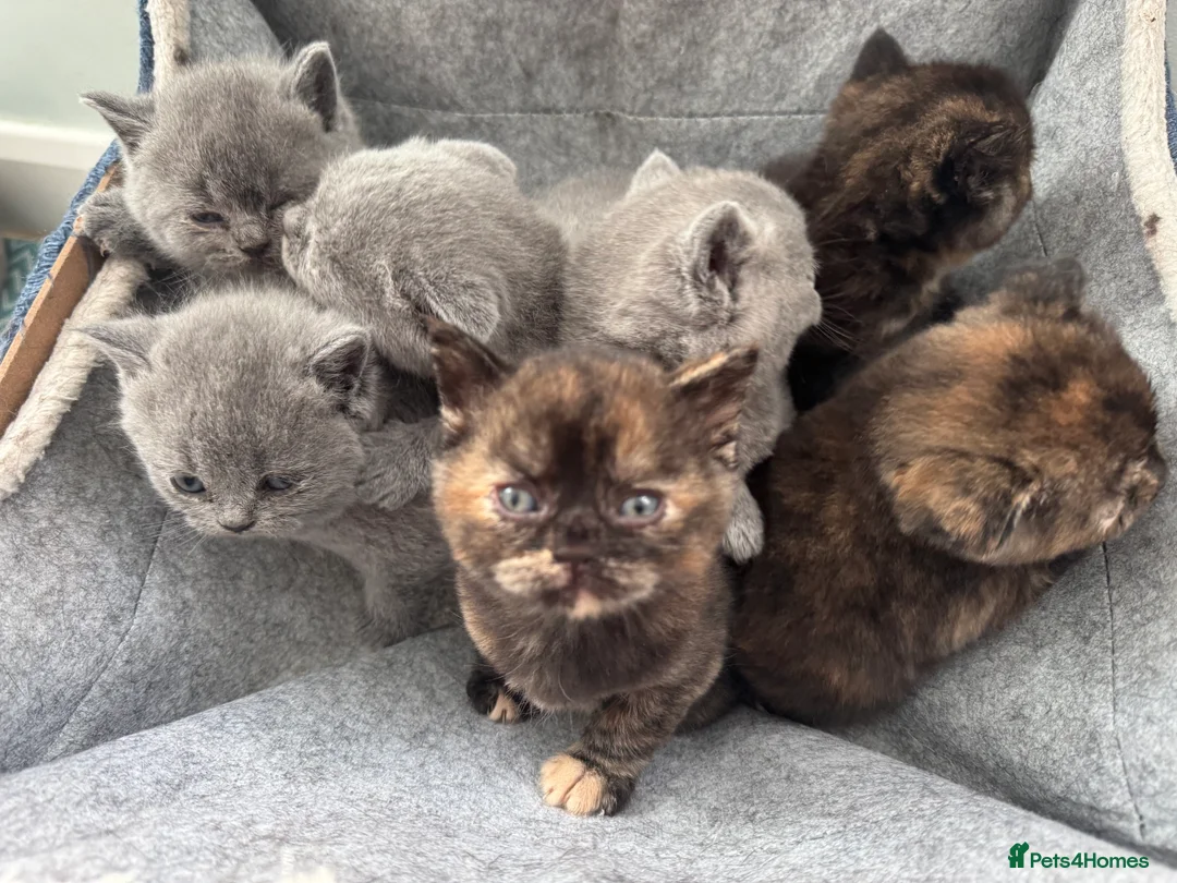 British Shorthair cats for stud: Chocolate British shorthair GCCF Active in London - Advert 5