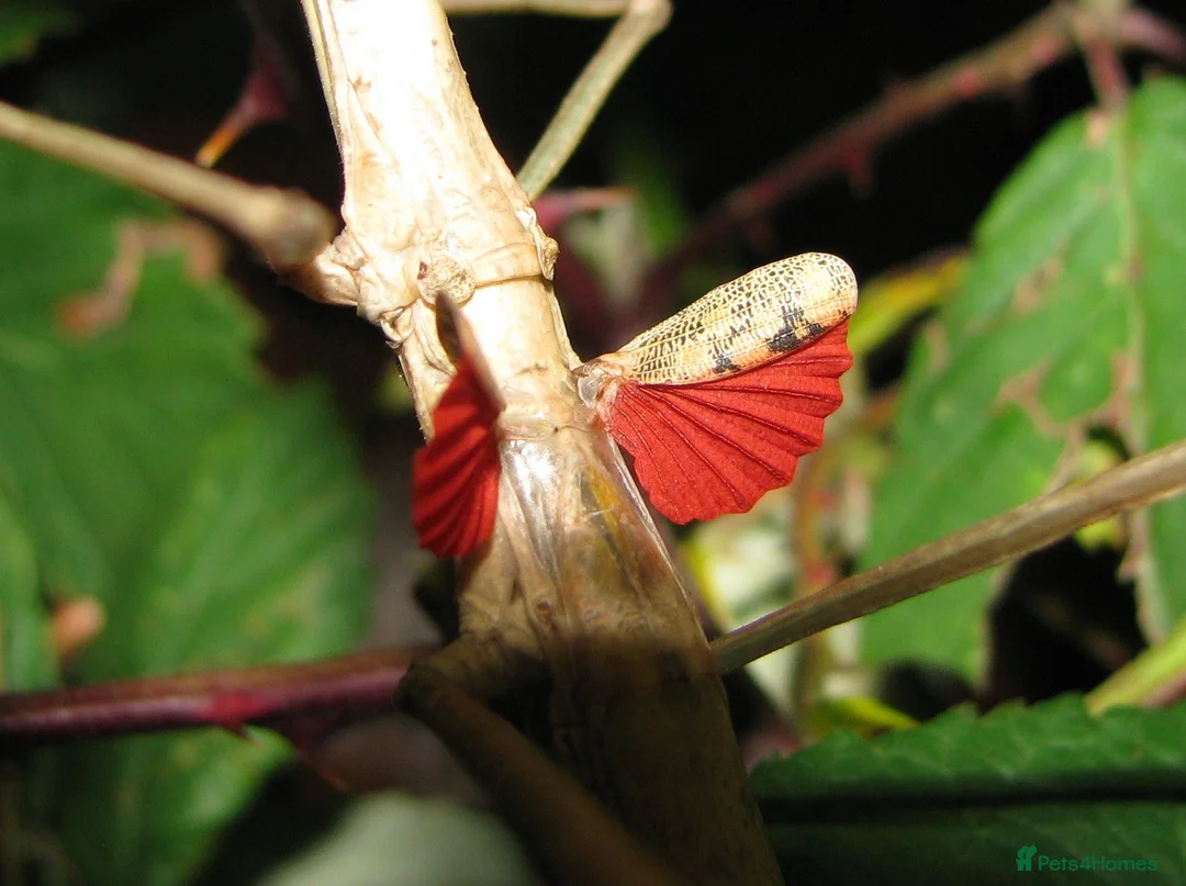 Stick Insects invertebrates for sale: Giant Bud-Winged Stick Insects x 6 - Advert 2