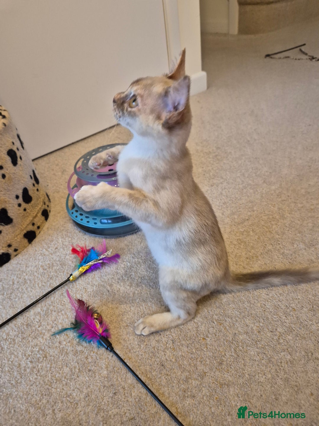 Burmese cats for sale: Gorgeous Pedigree Burmese Kittens - Advert 3