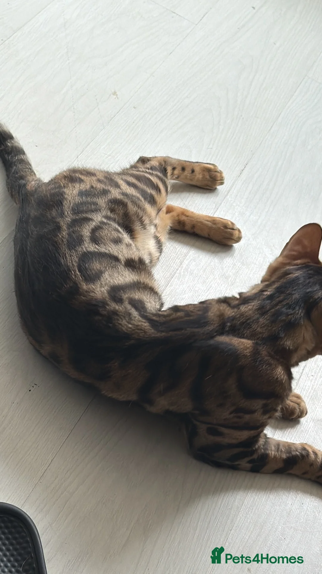 Mixed Breed cats for sale: Beautiful seal mink colour bengal kittens  - Advert 13