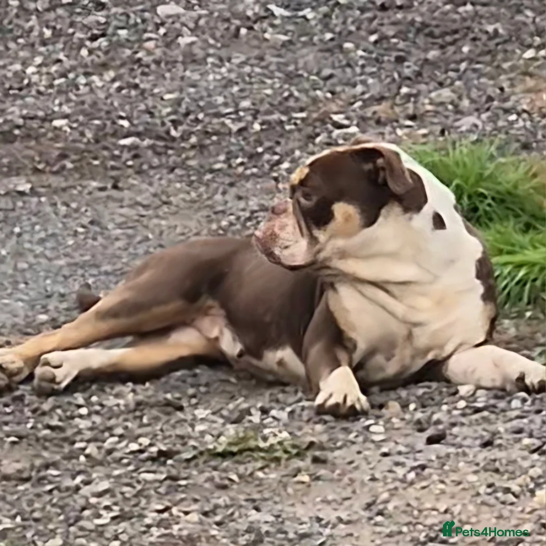 Mixed Breed dogs for sale: Nice pups  - Advert 10