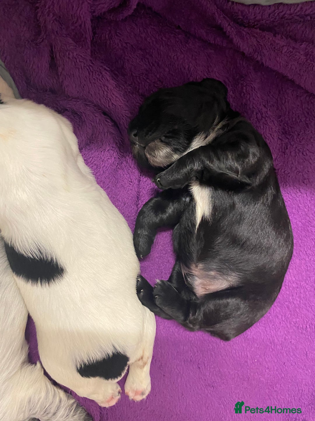 Cocker Spaniel dogs for sale: Working cocker spaniels - Image 8
