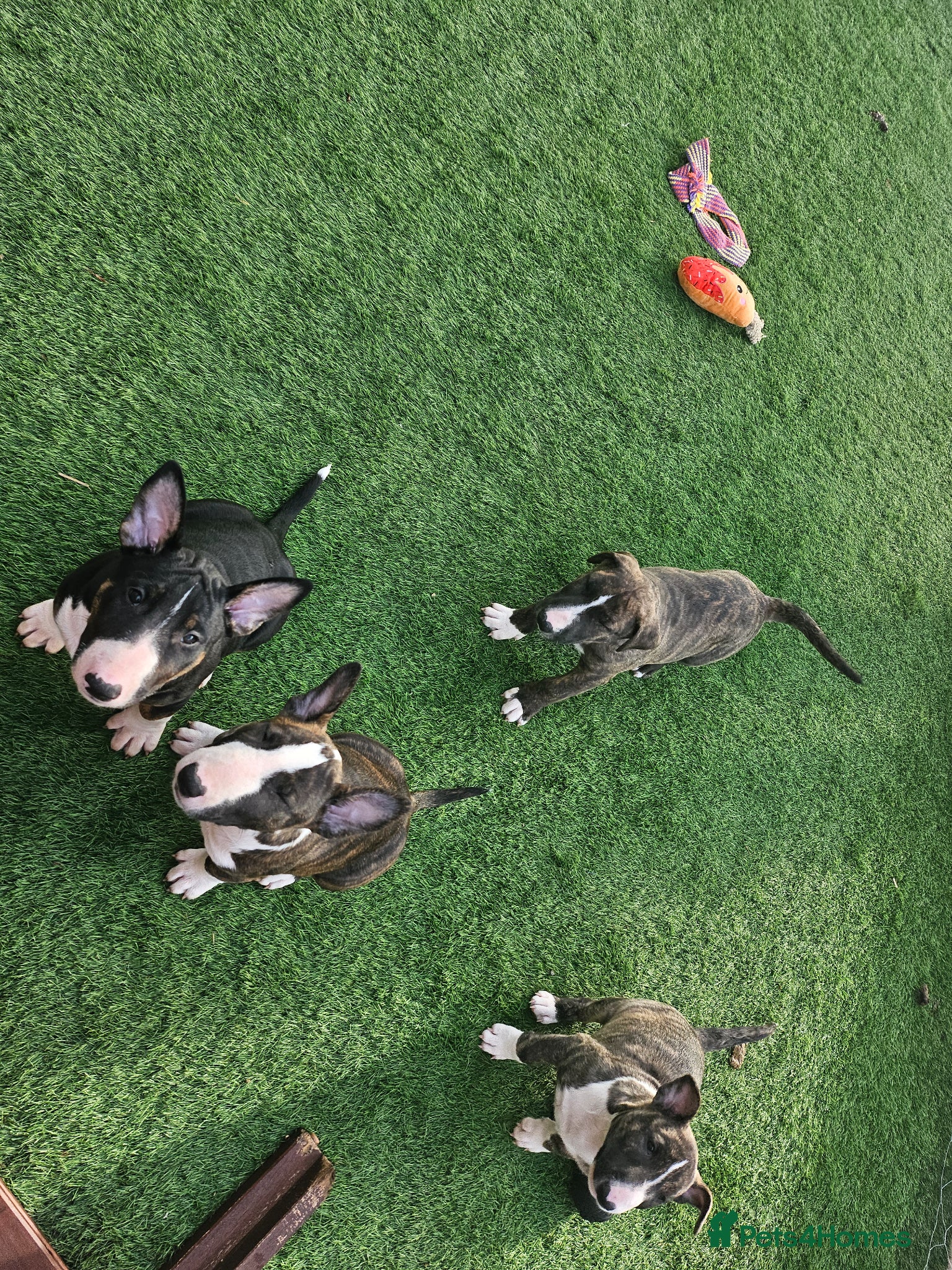 English Bull Terrier dogs CHUNKY BULL TERRIER PUPS FROM CHAMP BLOODLINES   - Advert 18