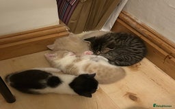 Exotic cats for sale: 3 Exotic x kittens for sale - Advert 5