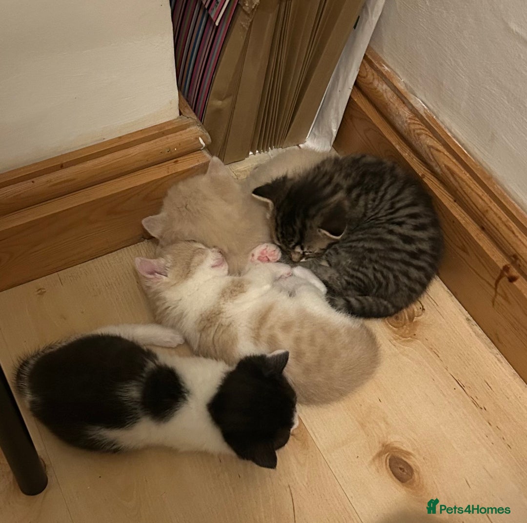 Exotic cats for sale: 3 Exotic x kittens for sale - Advert 5