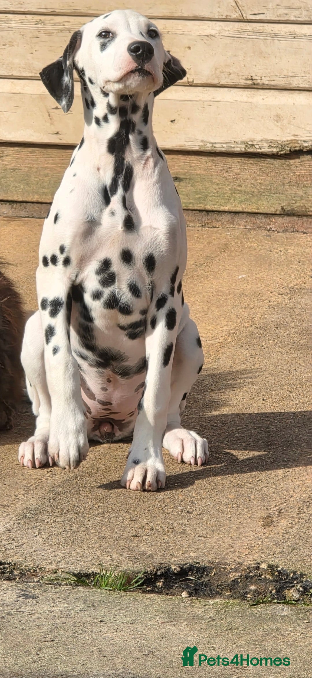 Dalmatian dogs KC reg Dalmatian female puppy - Advert 2