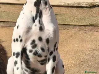 Dalmatian dogs KC reg Dalmatian female puppy - Advert 2
