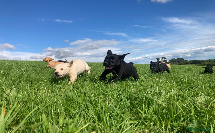 Labrador Retriever dogs - Advert 2