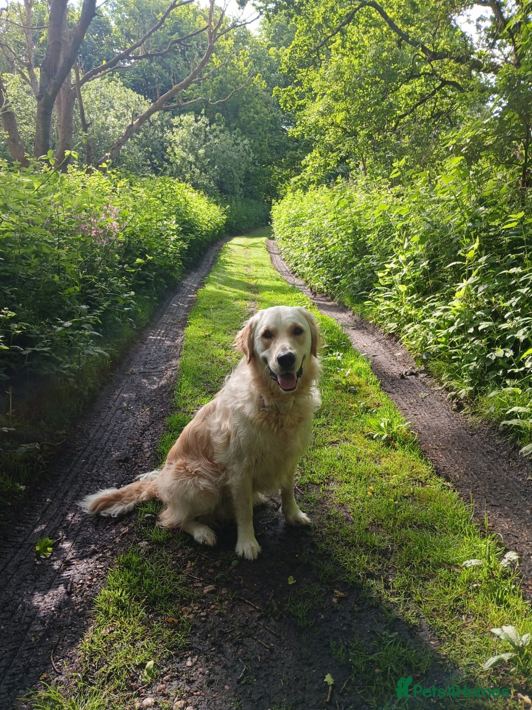 Golden Retriever dogs for sale: Gorgeous Golden Retriever  - Advert 2