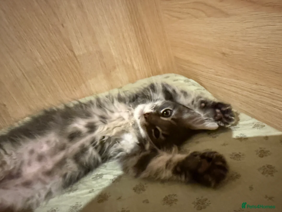 Maine Coon cats for sale: 3-month-old pure Maine Coon Girl ready to go - Advert 6