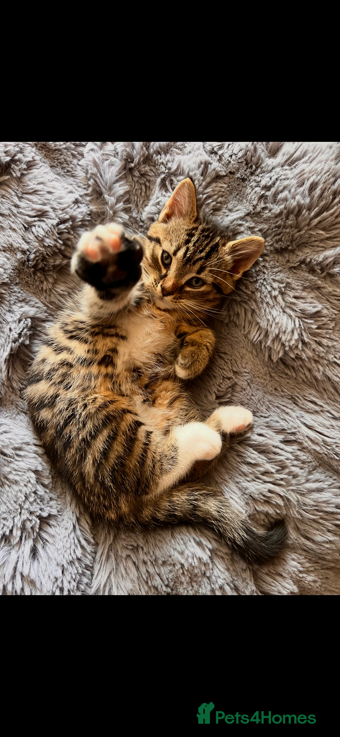 Domestic Shorthair cats Beautiful kittens - Advert 1