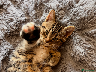 Domestic Shorthair cats Beautiful kittens - Advert 3