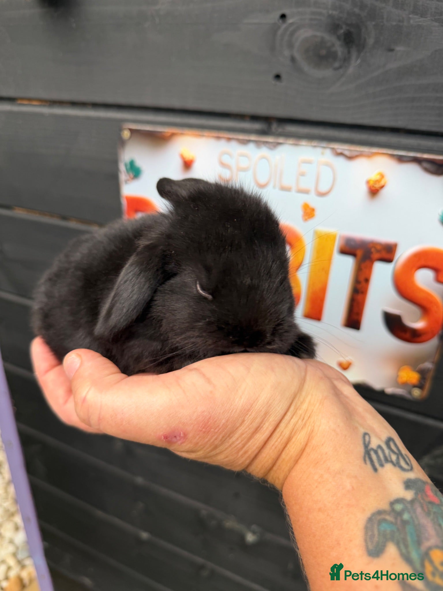 French Lop rabbits French lop  - Advert 2