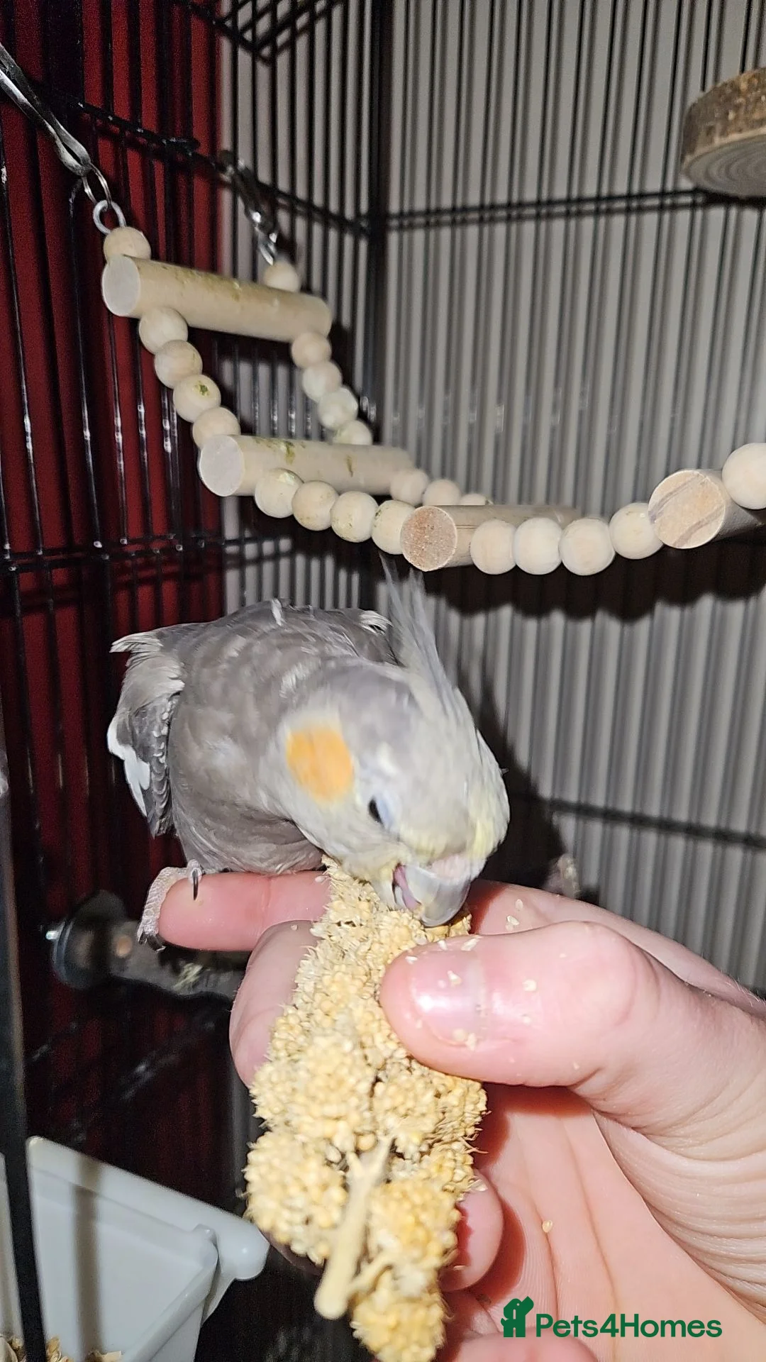 Cockatiels birds for sale: Cockatiel with cage  - Advert 2