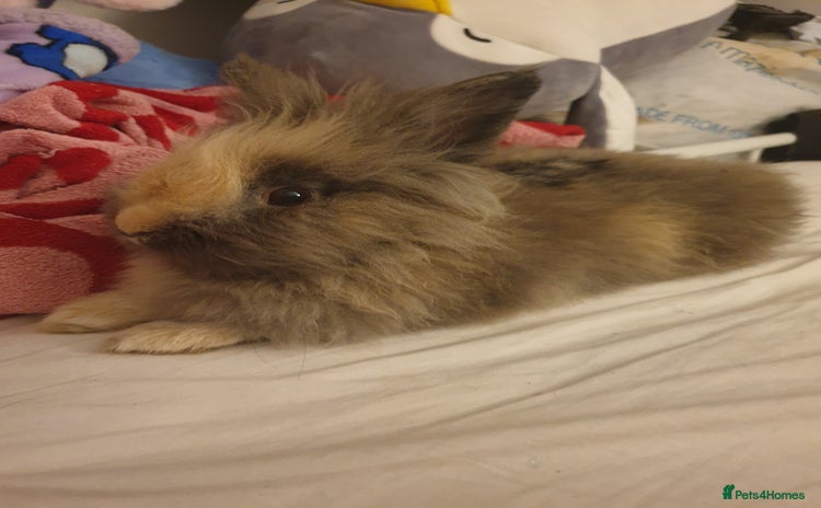 Lionhead rabbits - Advert 1
