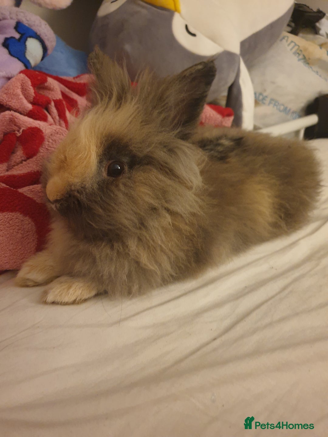 Lionhead rabbits for sale: Lionhead male rabbit for sale with cage - Image 1