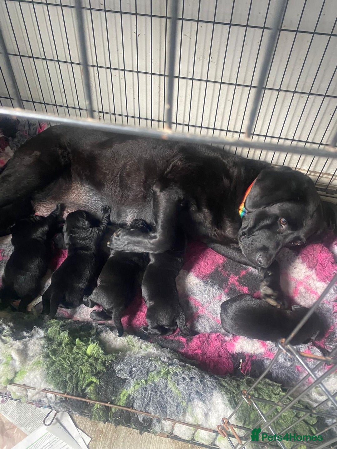 Labrador Retriever dogs for sale: Beautiful Labrador puppies  - Image 2