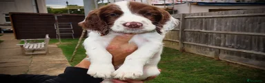 English Springer Spaniel 1