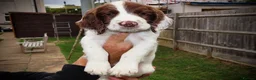 English Springer Spaniel dogs for sale: Springer Spaniel  in Amersham - Advert 8