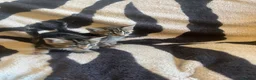 Mixed Breed cats for sale: 5 Beautiful kittens available  - Advert 3